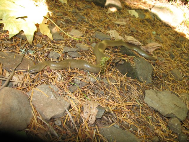 10.22.06 Ruckel Ridge 039 